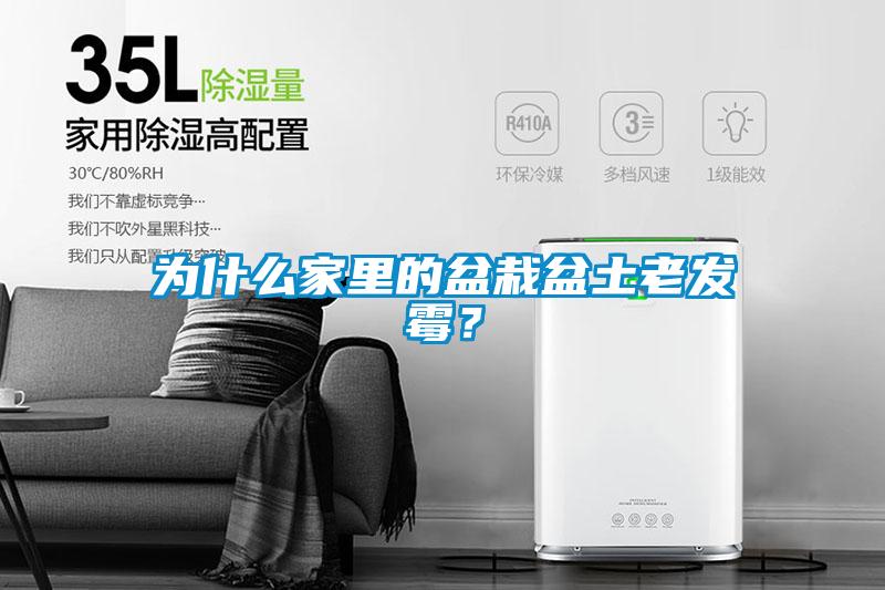 为什么家里的盆栽盆土老发霉？