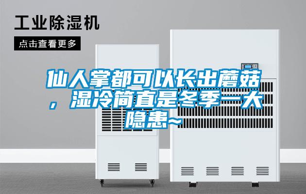 仙人掌都可以长出蘑菇，湿冷简直是冬季一大隐患~