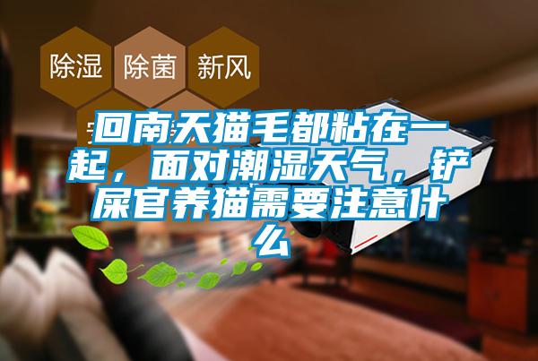 回南天猫毛都粘在一起，面对潮湿天气，铲屎官养猫需要注意什么