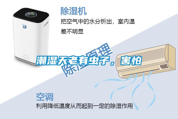 潮湿天老有虫子，害怕