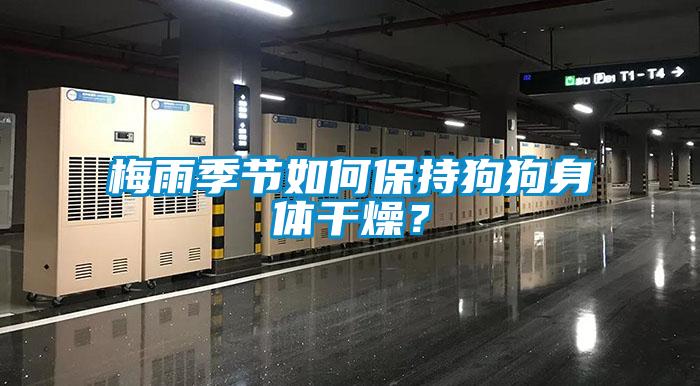 梅雨季节如何保持狗狗身体干燥？