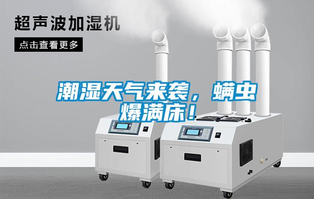 潮湿天气来袭，螨虫爆满床！