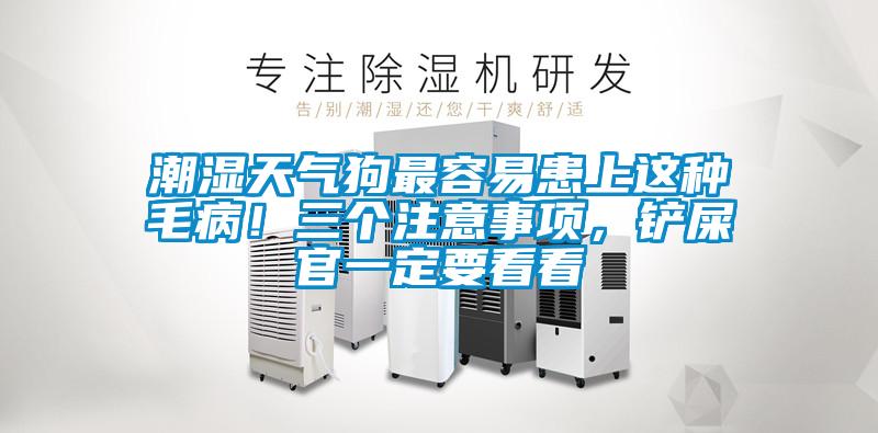潮湿天气狗最容易患上这种毛??！三个注意事项，铲屎官一定要看看