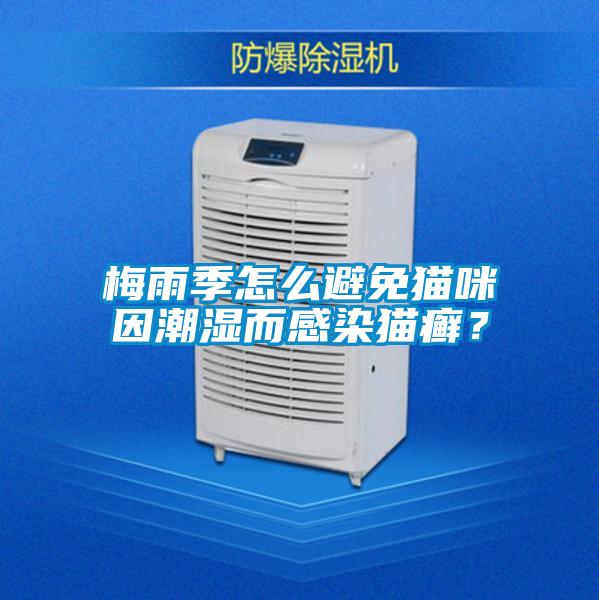 梅雨季怎么避免猫咪因潮湿而感染猫癣？