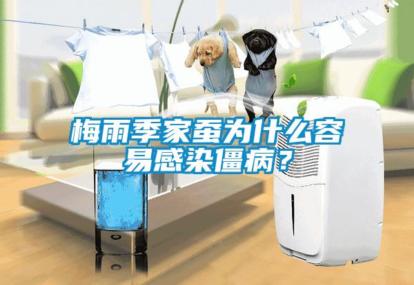 梅雨季家蚕为什么容易感染僵??？