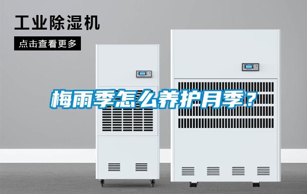 梅雨季怎么养护月季？