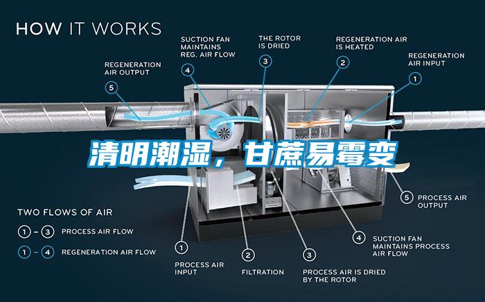 清明潮湿，甘蔗易霉变