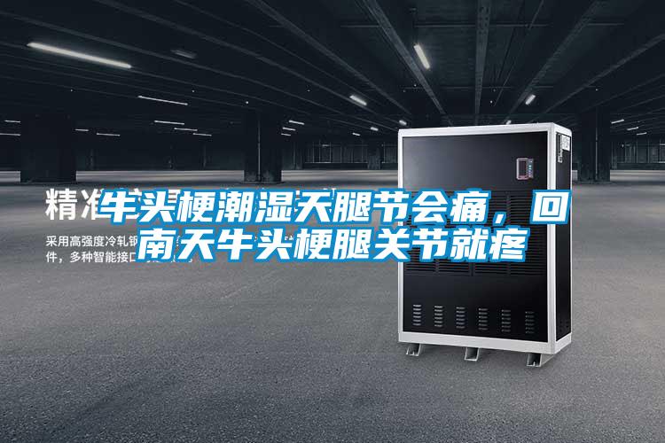 牛头梗潮湿天腿节会痛，回南天牛头梗腿关节就疼