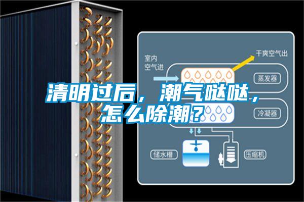 清明过后，潮气哒哒，怎么除潮？