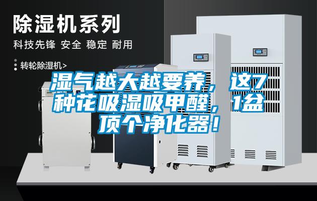 湿气越大越要养，这7种花吸湿吸甲醛，1盆顶个净化器！