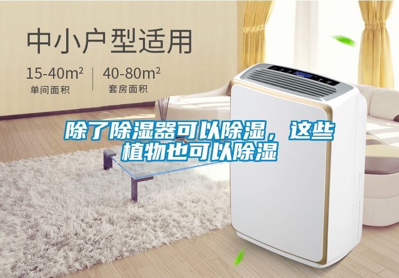 除了除湿器可以除湿，这些植物也可以除湿