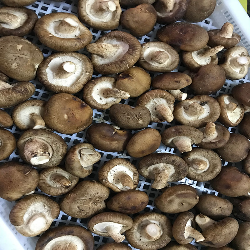 湖北省京山县的菇农代表选用我们安诗曼食用菌烘干机?？榧聪愎胶娓苫?></div>
								<div class=